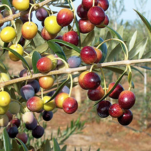 OLEA EUROPAEA ARBEQUINIA 