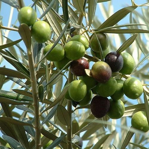 OLEA EUROPAEA CANINO