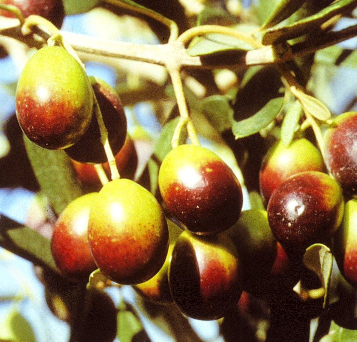 OLEA EUROPAEA FRANTOIO 