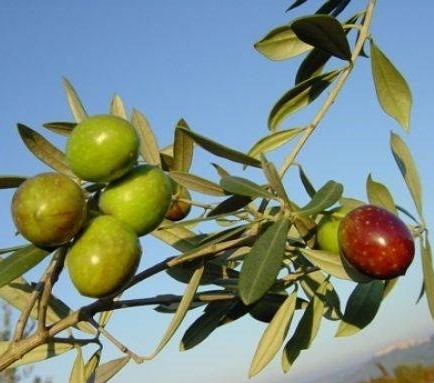 OLEA EUROPAEA ITRANA 