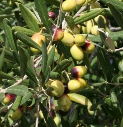 OLEA EUROPAEA LECCINO 