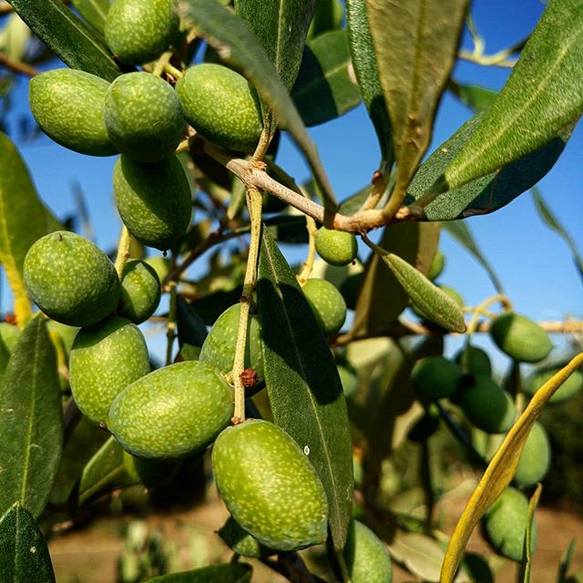 OLEA EUROPAEA LECCIO DEL CORNO 