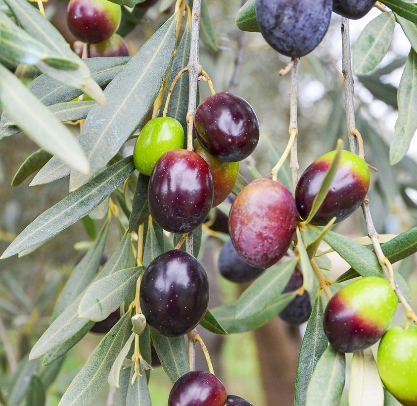 OLEA EUROPAEA MAURINO 