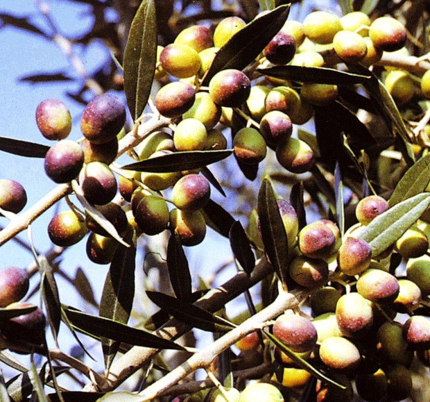 OLEA EUROPAEA MORAIOLO