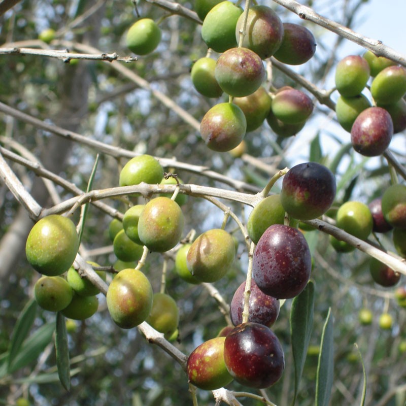 OLEA EUROPAEA PENDOLINO 