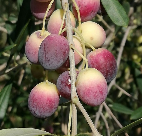 OLEA EUROPAEA ROSCIOLA 