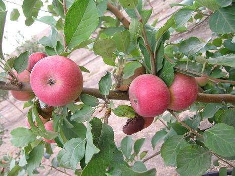 MELO ANNURCA - MALUS COMMUNIS 