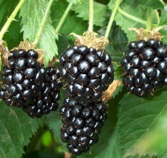 MORA HULL THORNLESS - RUBUS FRUTICOSUS