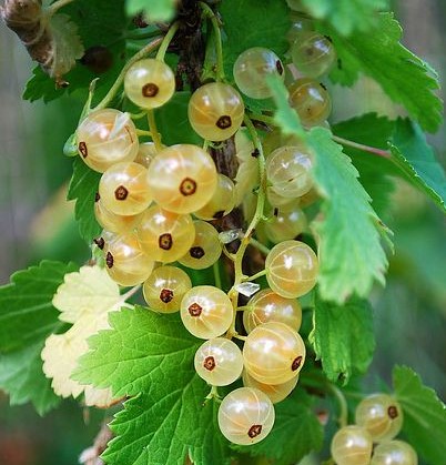 RIBES BIANCO - RIBES SATIVUM