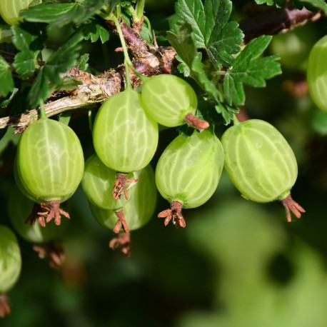 UVA SPINA - RIBES GROSSULARIA