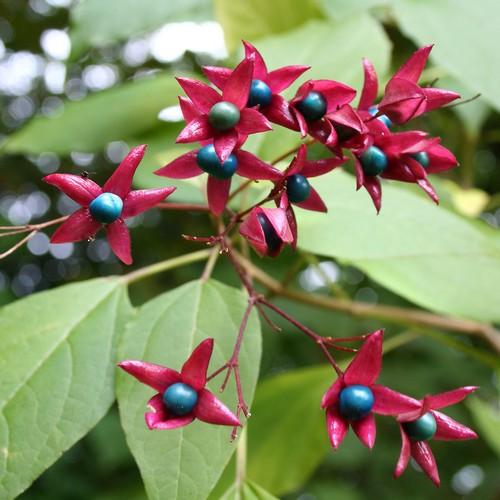 CLERODENDRUM TRICHOTOMUM  