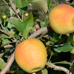 MELO GOLD RUSH - MALUS COMMUNIS 