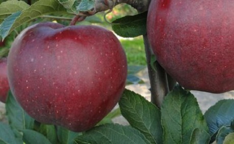 MELO RED CHIEF - MALUS COMMUNIS 