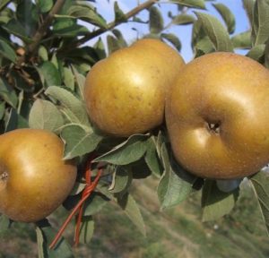 MELO RENETTA CANADA - MALUS COMMUNIS 