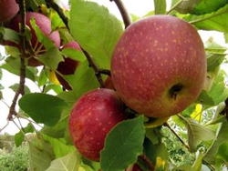 MELO NIPLING STAYMAN- MALUS COMMUNIS 